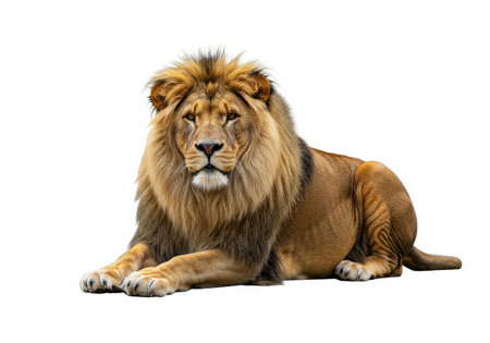 A majestic adult male lion with a full, shaggy mane is calmly lying down, looking directly into the camera.の素材