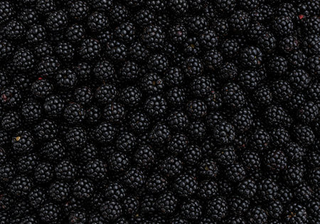 Blackberries densely fill the frame, showing their rich color and texture. The vibrant, juicy fruit symbolizes summer abundance.の素材