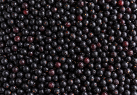 Vibrant jostaberries fill the field, showing their deep colors under the summer sun. This fruitful gathering reflects a bountiful season.の素材