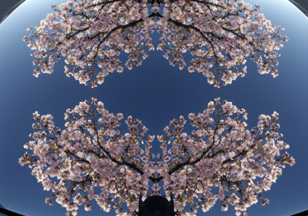 A mirrored kaleidoscope pattern featuring cherry blossom reflections on a dark car surface against a blue sky.の素材
