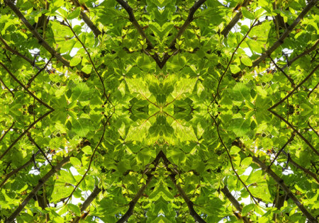 Vibrant green leaves create a stunning kaleidoscope effect in springtime, showing nature's intricate designs and refreshing colors.の素材