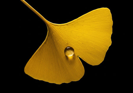 A macro photo of a single yellow ginkgo leaf with a water droplet. The leaf is isolated on a black background, highlighting its texture.の素材