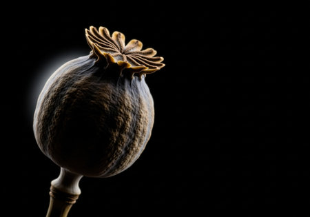 A dramatic close up of a single dry poppy seed head with artistic rim lighting. The natural plant pod is isolated on a solid black background.の素材
