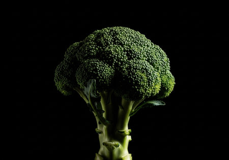 A fresh green head of broccoli with a thick stalk. This healthy vegetable is isolated on a black background, in a low key style.の素材