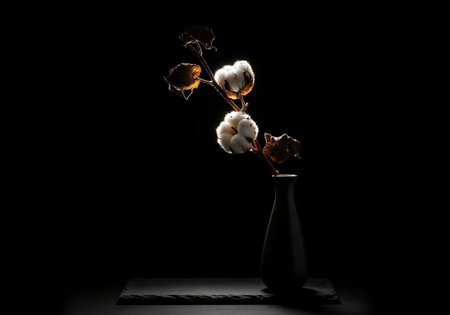A minimalist still life of a backlit cotton branch with fluffy white bolls in a modern black vase, creating a dramatic rim light effect.の素材