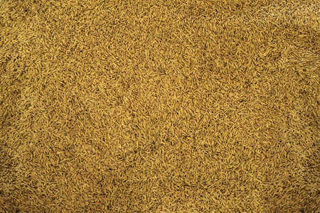 Organic Paddy rice background, Paddy rice prepare to sell.の写真素材