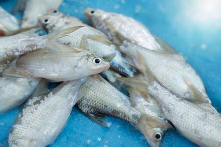 Fresh Thai carp, Silver barb fish or Jullien's golden, Fresh fish on blue background.の写真素材