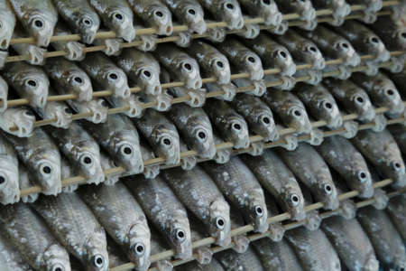 Row of fresh fish, Thai carp, Silver barb fish or Jullien's golden skewers, Fish skewers.