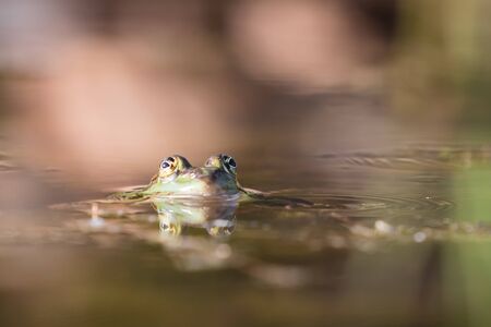 Small frog in the water