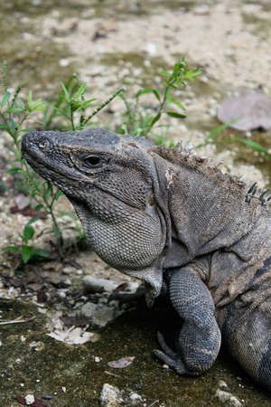 Face close-up of the wild animal green iguana inhabiting Chichen Itza, Mexico