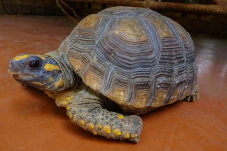 A yellow turtle that slowly crawls at its own paceの写真素材