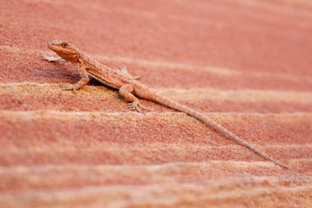 Wildlife lizard assimilated with the formation in the Grand Circle,USAの写真素材