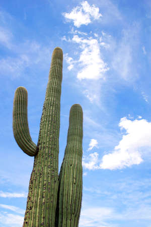 Giant cactus and blue sky growing in the wilderness in Saguaro National Park, Arizona, USAの写真素材
