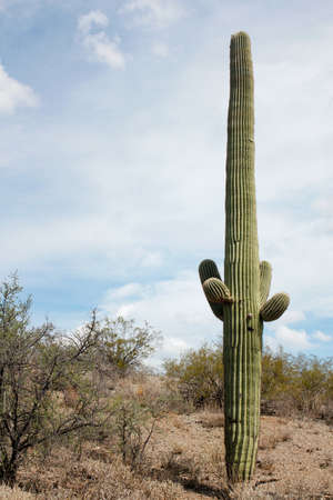 Giant cactus and blue sky growing in the wilderness in Saguaro National Park, Arizona, USAの写真素材
