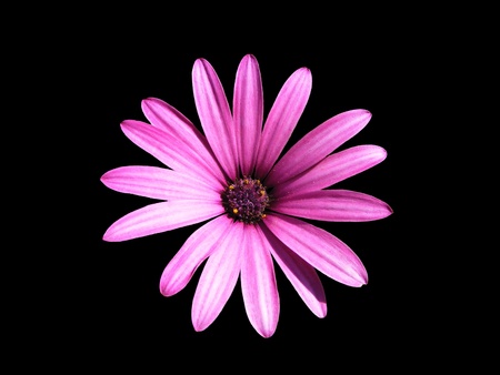 Purple Osteospermum on black backgroundの写真素材