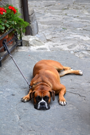 Boxer puppy sleeping in the streetの写真素材