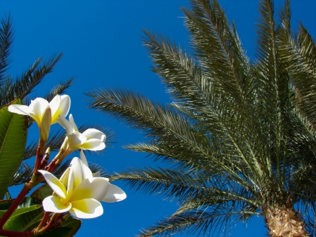 magnolia and palm on the background of skyの写真素材