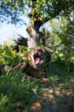 singing cat in the gardenの写真素材