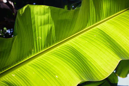 Banana leaf background. Green banana leaf with sunlight in the garden.の写真素材