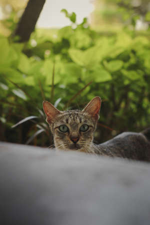 Cute cat with scared expressionの写真素材