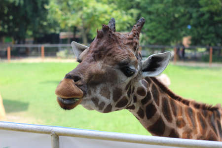 a giraffe eating string beans at the zooの写真素材