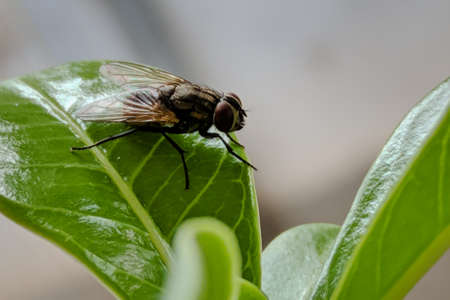 Fly on a leaf in the garden. Macro photography of insect.