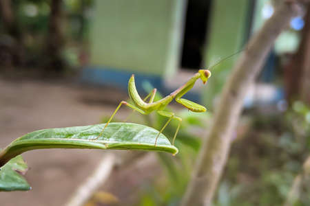 Praying mantis (Mantis religiosa) on leaf