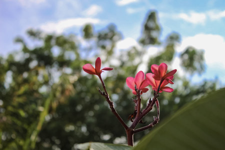 Portrait of a pink frangipani blossom with a blurred tree backgroundの写真素材