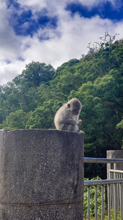 Monkey Sits on Concrete Post Eating Food with Lush Forest and Blue Sky Quietly