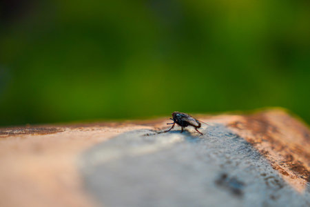 A close-up macro photograph of a single common housefly resting on a textured wooden surface against a blurred green natural background.