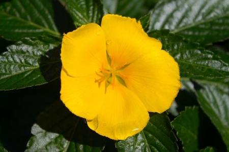 A Yellow flower with the morning dew still upon its petalsの写真素材