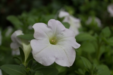 A small white flower just beginning to wiltの写真素材