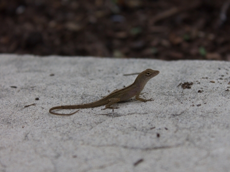 An Anolis carolinensis (commonly known as a Carolina anole) sitting on a sidewalkの写真素材
