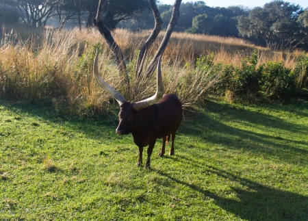An Ankole-Watusi  commonly known as African cattle  at sunrise の写真素材