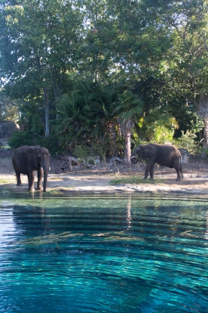Two African Elephants  Loxodonta  at a watering hole early in the morning の写真素材
