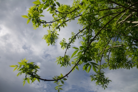 Sunlight breaking through the clouds and hitting fresh spring leaves after a storm making them semi-transparent and exceptionally green の写真素材