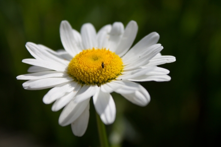 A Bellis perennis  commonly known as a daisy  with a Ceratopogonidae  commonly known as a gnat, no-see-ums, sandfly, or biting midges  resting on the anterior of the flower   No-see-ums derive their name from their extremely small size generally ranging fの写真素材