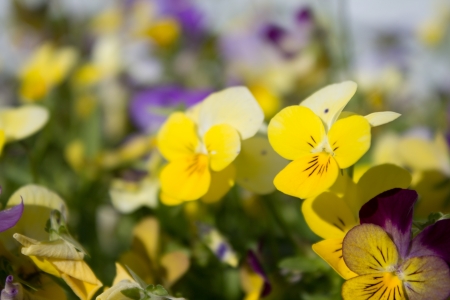 A number of different colored pansies  Viola tricolor  in a flowerbed in full bloom の写真素材