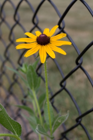 A Black Eyed Susan  Rudbeckia hirta  against a black chain-link fenceの写真素材