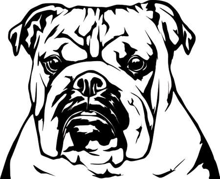 English Bulldogのイラスト素材