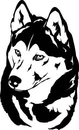 Siberian Huskyのイラスト素材