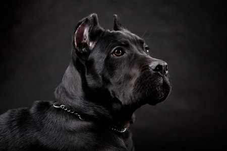 Cane corso, black dog on the black backgroundの写真素材