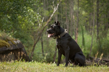 Black dog on the background of a green trees and grass. Breed Cane Corso.の写真素材