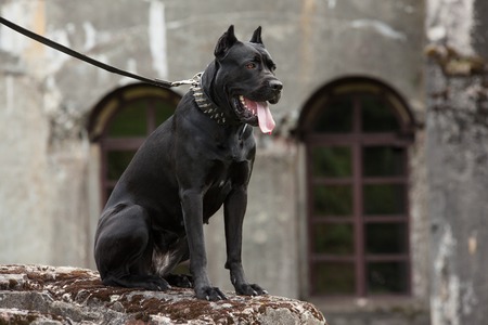 Black dog on a leash sitting on a rock on a background of the old buildings and arched windows. Breed Cane Corso.の写真素材