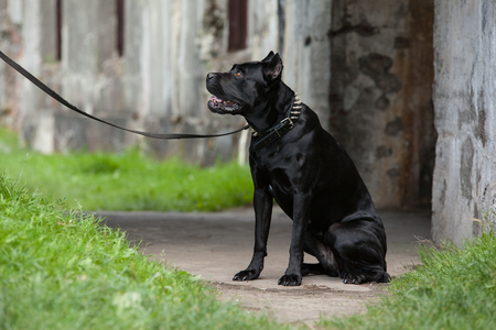 Big black dog sitting on a leash and looks. Breed Cane Corso.の写真素材