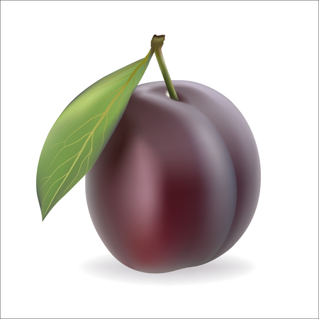 Plum on a white background.のイラスト素材
