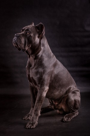Black dog Kenne Corso breed isolated on a black background.の写真素材
