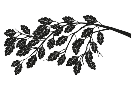 Branch of oak with leaves without and acorns isolated on white background.のイラスト素材