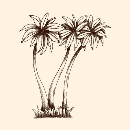 Tropical palm trees.のイラスト素材