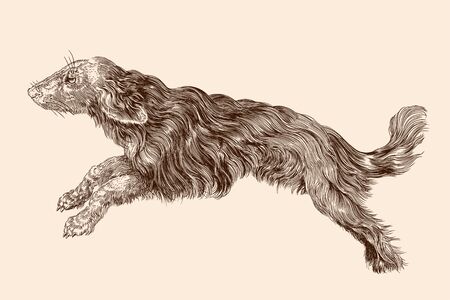 Shaggy dog with long hair in a jump. Vector illustration isolated on a beige background.のイラスト素材